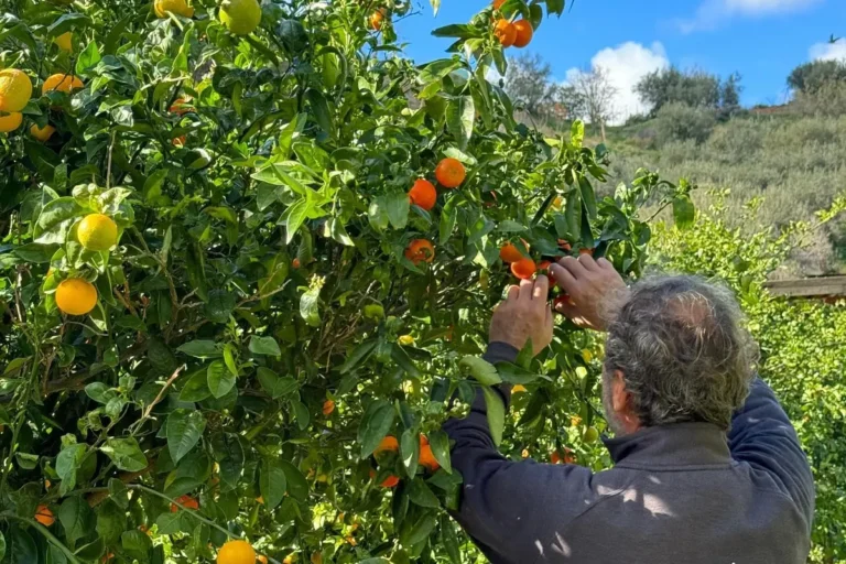 Raccolta di agrumi nella fattoria urbana Villarè a Messina