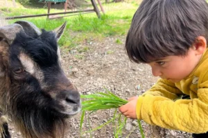 Bambino incontra una capra alla Fattoria delle Carezze di Villarè